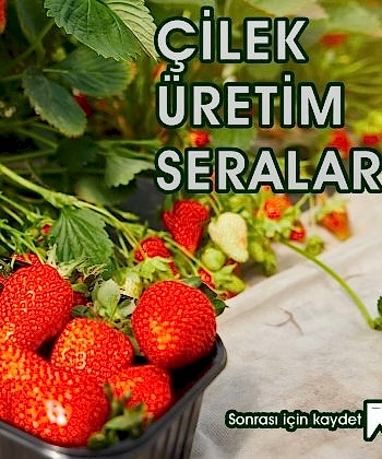 topraksiz-tarimda-yetistirilen-en-onemli-bitkilerden-birisi-cilektir.